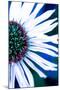 Close-up of a Lazy Daisy.-Julien McRoberts-Mounted Photographic Print