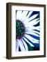Close-up of a Lazy Daisy.-Julien McRoberts-Framed Photographic Print
