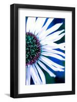 Close-up of a Lazy Daisy.-Julien McRoberts-Framed Photographic Print