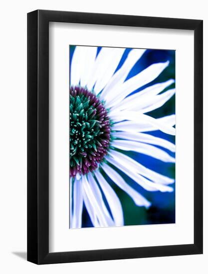 Close-up of a Lazy Daisy.-Julien McRoberts-Framed Photographic Print