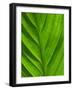 Close-Up of a Leaf-Lee Frost-Framed Photographic Print