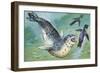 Close-Up of a Leopard Seal Hunting a Penguin (Hydrurga Leptonyx)-null-Framed Giclee Print