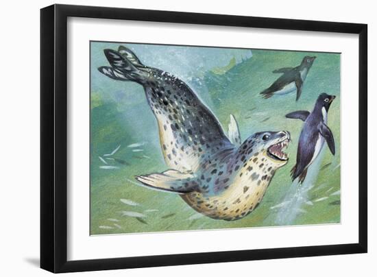 Close-Up of a Leopard Seal Hunting a Penguin (Hydrurga Leptonyx)-null-Framed Giclee Print