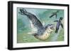 Close-Up of a Leopard Seal Hunting a Penguin (Hydrurga Leptonyx)-null-Framed Giclee Print