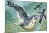 Close-Up of a Leopard Seal Hunting a Penguin (Hydrurga Leptonyx)-null-Mounted Giclee Print