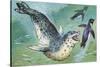 Close-Up of a Leopard Seal Hunting a Penguin (Hydrurga Leptonyx)-null-Stretched Canvas