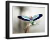 Close-Up of a Lilac-Breasted Roller, Tarangire National Park, Tanzania-null-Framed Photographic Print