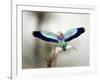 Close-Up of a Lilac-Breasted Roller, Tarangire National Park, Tanzania-null-Framed Photographic Print