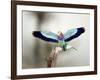 Close-Up of a Lilac-Breasted Roller, Tarangire National Park, Tanzania-null-Framed Photographic Print