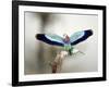 Close-Up of a Lilac-Breasted Roller, Tarangire National Park, Tanzania-null-Framed Photographic Print