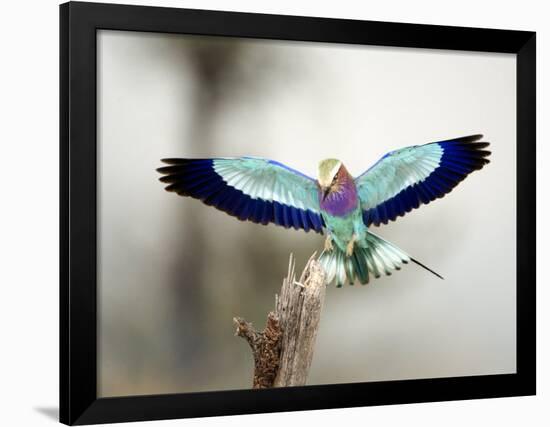 Close-Up of a Lilac-Breasted Roller, Tarangire National Park, Tanzania-null-Framed Photographic Print