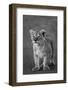 Close-up of a lion cub standing, Ngorongoro Crater, Ngorongoro Conservation Area, Tanzania (Pant...-null-Framed Photographic Print