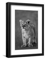 Close-up of a lion cub standing, Ngorongoro Crater, Ngorongoro Conservation Area, Tanzania (Pant...-null-Framed Photographic Print