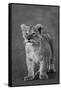 Close-up of a lion cub standing, Ngorongoro Crater, Ngorongoro Conservation Area, Tanzania (Pant...-null-Framed Stretched Canvas