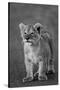 Close-up of a lion cub standing, Ngorongoro Crater, Ngorongoro Conservation Area, Tanzania (Pant...-null-Stretched Canvas