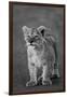 Close-up of a lion cub standing, Ngorongoro Crater, Ngorongoro Conservation Area, Tanzania (Pant...-null-Framed Photographic Print