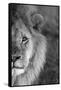 Close-up of a lion, Ngorongoro Conservation Area, Arusha Region, Tanzania (Panthera leo)-null-Framed Stretched Canvas