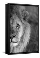 Close-up of a lion, Ngorongoro Conservation Area, Arusha Region, Tanzania (Panthera leo)-null-Framed Stretched Canvas