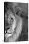 Close-up of a lion, Ngorongoro Conservation Area, Arusha Region, Tanzania (Panthera leo)-null-Stretched Canvas