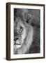 Close-up of a lion, Ngorongoro Conservation Area, Arusha Region, Tanzania (Panthera leo)-null-Framed Photographic Print