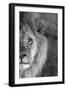 Close-up of a lion, Ngorongoro Conservation Area, Arusha Region, Tanzania (Panthera leo)-null-Framed Photographic Print