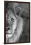 Close-up of a lion, Ngorongoro Conservation Area, Arusha Region, Tanzania (Panthera leo)-null-Framed Photographic Print