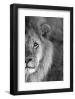 Close-up of a lion, Ngorongoro Conservation Area, Arusha Region, Tanzania (Panthera leo)-null-Framed Photographic Print