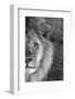 Close-up of a lion, Ngorongoro Conservation Area, Arusha Region, Tanzania (Panthera leo)-null-Framed Photographic Print