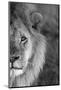 Close-up of a lion, Ngorongoro Conservation Area, Arusha Region, Tanzania (Panthera leo)-null-Mounted Photographic Print