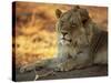 Close-up of a Lion (Panthera Leo), Mashatu Game Reserve, Botswana, Africa-Sergio Pitamitz-Stretched Canvas