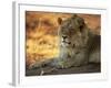 Close-up of a Lion (Panthera Leo), Mashatu Game Reserve, Botswana, Africa-Sergio Pitamitz-Framed Photographic Print