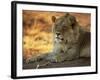 Close-up of a Lion (Panthera Leo), Mashatu Game Reserve, Botswana, Africa-Sergio Pitamitz-Framed Photographic Print