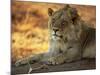 Close-up of a Lion (Panthera Leo), Mashatu Game Reserve, Botswana, Africa-Sergio Pitamitz-Mounted Photographic Print