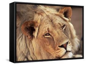 Close-up of a Lion (Panthera Leo), Mashatu Game Reserve, Botswana, Africa-Sergio Pitamitz-Framed Stretched Canvas