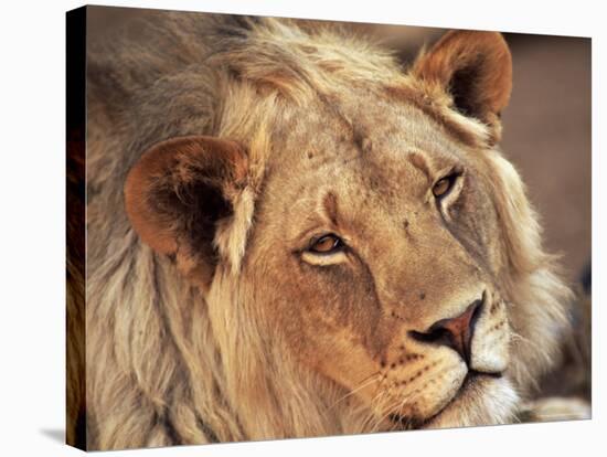 Close-up of a Lion (Panthera Leo), Mashatu Game Reserve, Botswana, Africa-Sergio Pitamitz-Stretched Canvas