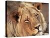 Close-up of a Lion (Panthera Leo), Mashatu Game Reserve, Botswana, Africa-Sergio Pitamitz-Stretched Canvas