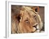 Close-up of a Lion (Panthera Leo), Mashatu Game Reserve, Botswana, Africa-Sergio Pitamitz-Framed Photographic Print