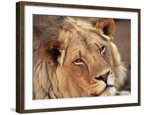 Close-up of a Lion (Panthera Leo), Mashatu Game Reserve, Botswana, Africa-Sergio Pitamitz-Framed Photographic Print