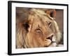 Close-up of a Lion (Panthera Leo), Mashatu Game Reserve, Botswana, Africa-Sergio Pitamitz-Framed Photographic Print