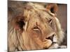 Close-up of a Lion (Panthera Leo), Mashatu Game Reserve, Botswana, Africa-Sergio Pitamitz-Mounted Photographic Print