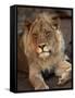 Close-up of a Lion (Panthera Leo), Mashatu Game Reserve, Botswana, Africa-Sergio Pitamitz-Framed Stretched Canvas