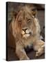 Close-up of a Lion (Panthera Leo), Mashatu Game Reserve, Botswana, Africa-Sergio Pitamitz-Stretched Canvas