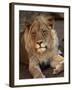 Close-up of a Lion (Panthera Leo), Mashatu Game Reserve, Botswana, Africa-Sergio Pitamitz-Framed Photographic Print