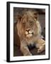 Close-up of a Lion (Panthera Leo), Mashatu Game Reserve, Botswana, Africa-Sergio Pitamitz-Framed Photographic Print