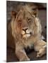 Close-up of a Lion (Panthera Leo), Mashatu Game Reserve, Botswana, Africa-Sergio Pitamitz-Mounted Photographic Print