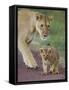 Close-up of a Lioness and Her Cub, Ngorongoro Crater, Ngorongoro Conservation Area-null-Framed Stretched Canvas