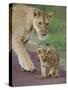 Close-up of a Lioness and Her Cub, Ngorongoro Crater, Ngorongoro Conservation Area-null-Stretched Canvas