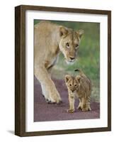 Close-up of a Lioness and Her Cub, Ngorongoro Crater, Ngorongoro Conservation Area-null-Framed Photographic Print