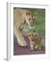 Close-up of a Lioness and Her Cub, Ngorongoro Crater, Ngorongoro Conservation Area-null-Framed Photographic Print