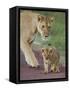 Close-up of a Lioness and Her Cub, Ngorongoro Crater, Ngorongoro Conservation Area-null-Framed Stretched Canvas